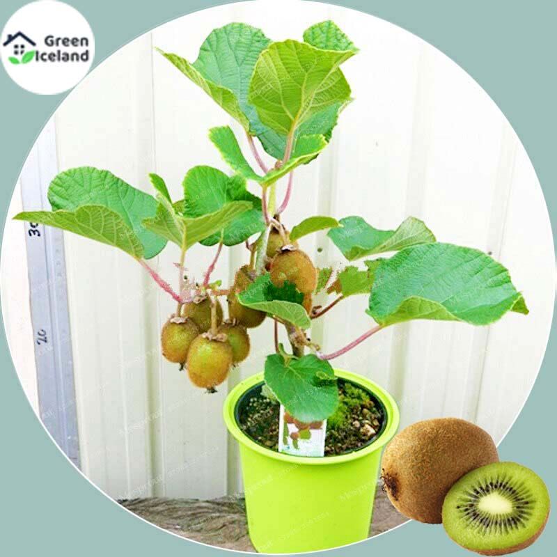 Mini Kiwi Fruit Bonsai Seeds - 50 Pcs Seeds