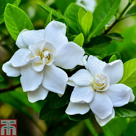 All Season Rare Gardenia White Jasmine Flower Seeds- 10 Pcs Seeds