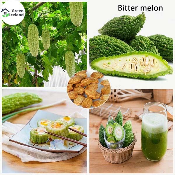 Balsom / Bitter Seeds (???? ???) - 20 Pcs Seeds