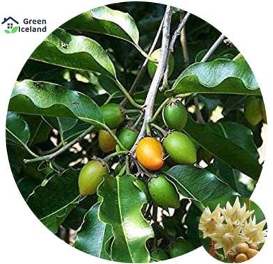 Global Bakul/Bud Flower Seeds (বকুল ফুল বীজ) - 20 Pcs Seeds