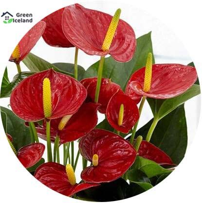 Global Anthurium Bonsai Seeds - 20 Pcs Seeds