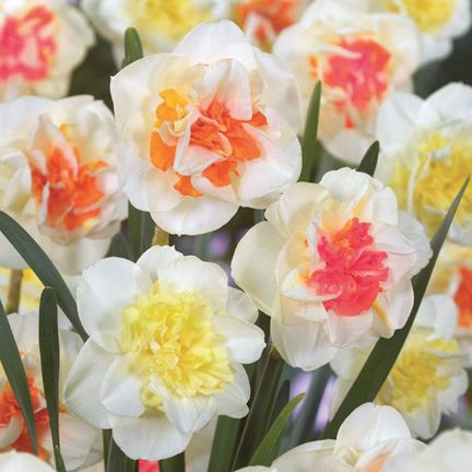 Daffodil Flower Seeds Aquatic Narcissus Plants Seeds-20Pcs seeds