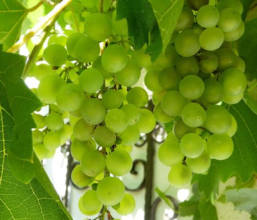 10 pcs Big Rare  Green Grape Organic Heirloom Fruit Natural Grapes Seeds Pot/Terrace For Home Garden (বীজ)