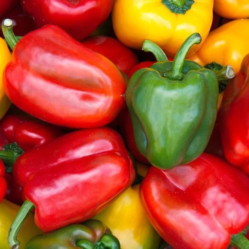 10 pieces Capsicum Seeds (ক্যাপসিকামের বীজ) - 10 pieces ইন্টেক প্যাক
