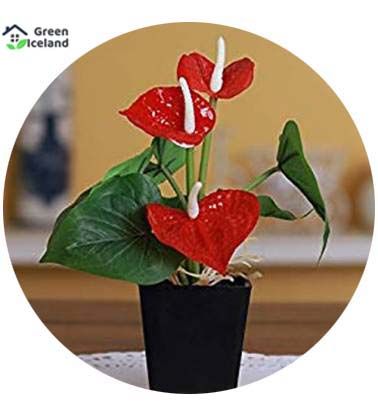 10 Pcs All Season Anthurium Bonsai Seeds