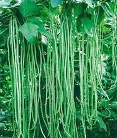 Long Bean Seeds (বরবটির বীজ) 10+Pieces ইনটেক প্যাকেট