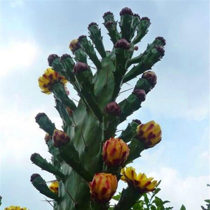 50pCS Stone Cactus Seeds Succulents Raw Stone Cactus Bonsai Potted Flowers