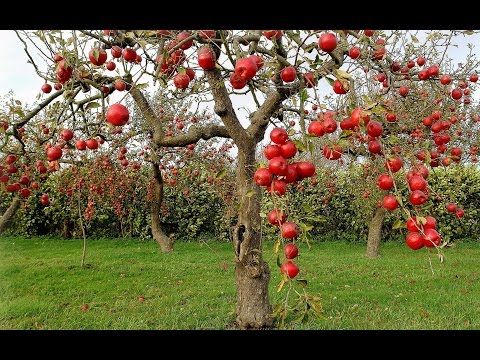 Pomegranate Tree Seed -20pcs (Global Seeds)