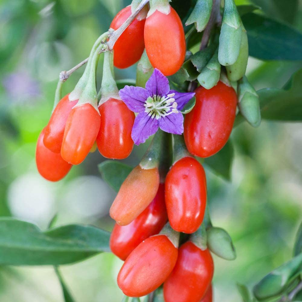 Goji berry plants(Wolfberry) Seeds - 20 Pcs Seeds