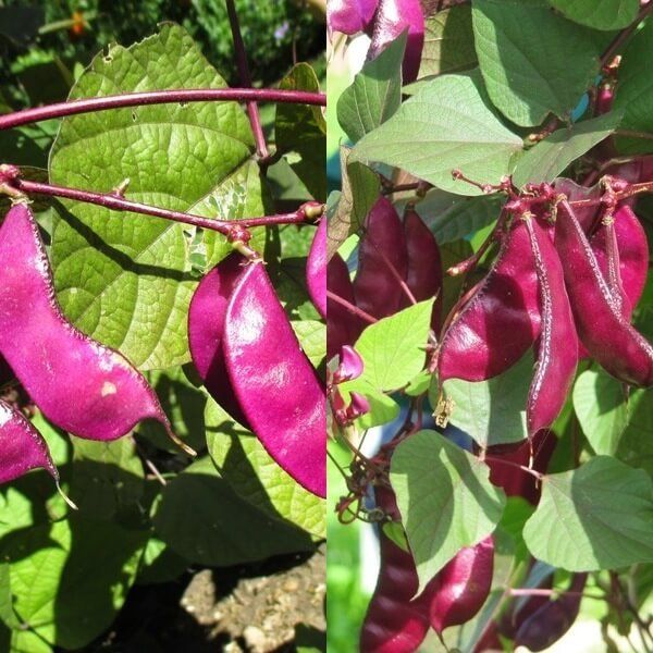 10 Pcs Hyacinth Bean Seeds Hyacinth Bean Vine Plants Beautiful Garden Bonsai Balcony Flower Home Plant Flower Plantas