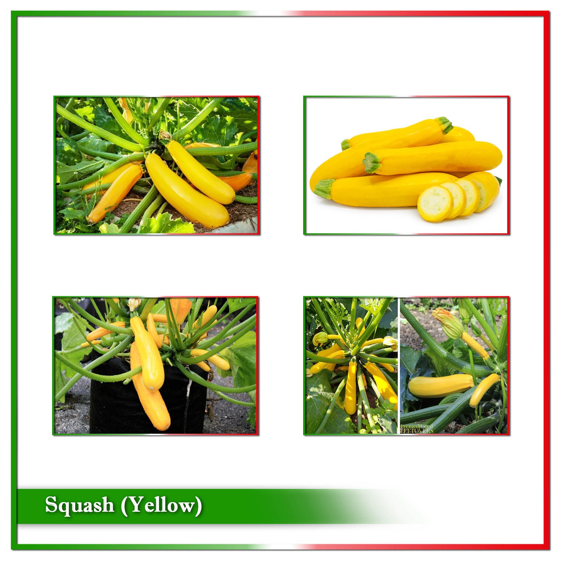 Squash Vegetable Seed (Yellow) - 5 seeds