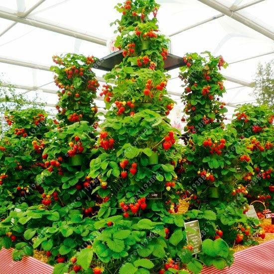 20 Pcs Red Strawberry Climbing Strawberry Four Season Fruits Seeds