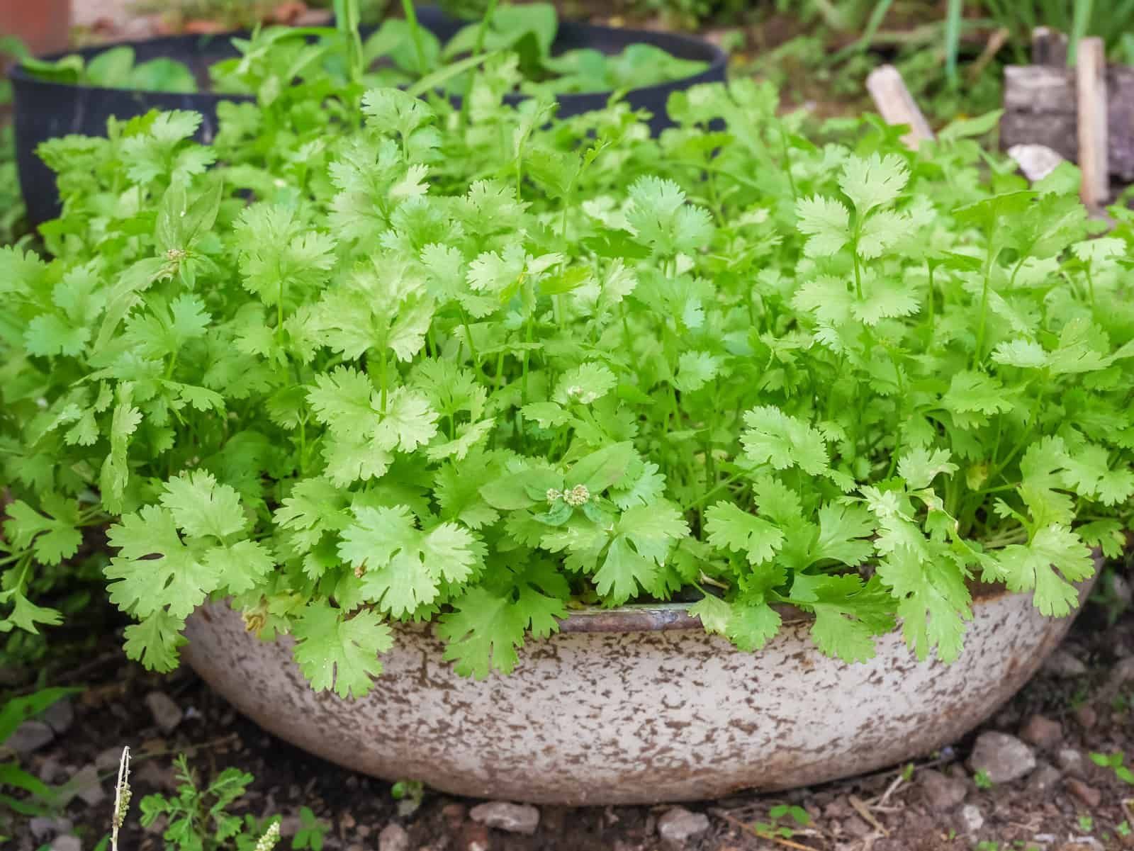 Dhoniya Pata Seeds Home & Garden Plant Seeds - 50 Pcs Seeds