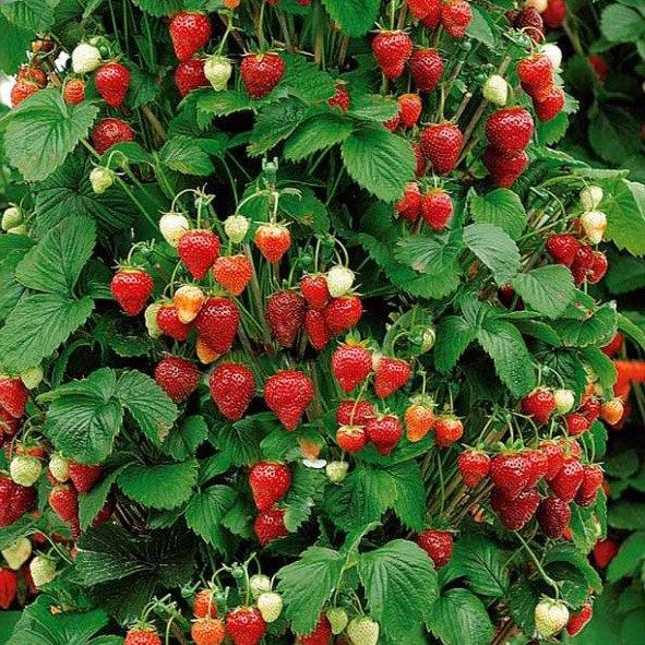 20Pcs Red Strawberry Climbing Strawberry Four Season Fruits Seeds