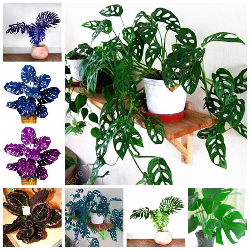 Rare Palm Turtle Leaves Monstera Bonsai Outdoor Potted Plant Tre0e Bonsai Mix Home Perennial Foliage Plants Flower-50Pcs Seeds