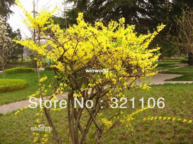 15 Pcs Seeds Good Effect Herb Weeping Forsythia tree-15Pcs Seeds
