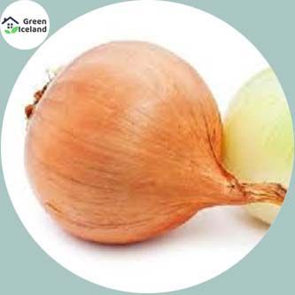 Global Red Onion Seeds(পেঁয়াজের বীজ) - 100 Pcs Seeds