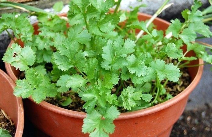 DESHI Organic Dhoniya Pata Seeds - 50 Pcs Seeds