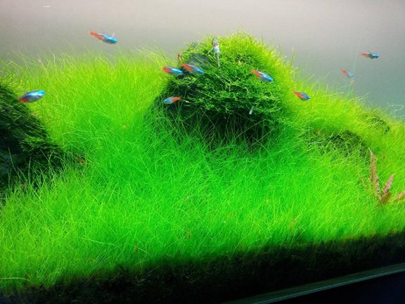 Aquarium Green Grass Plants Bonsai Seed/বীজ- 50 pcs