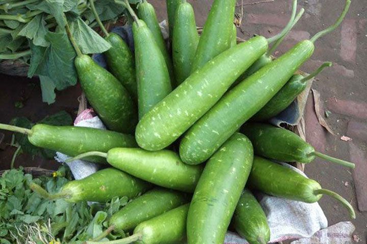 লাউ বারমাসি লম্বা জাত - ১০ টি বীজ - Calabash Seeds
