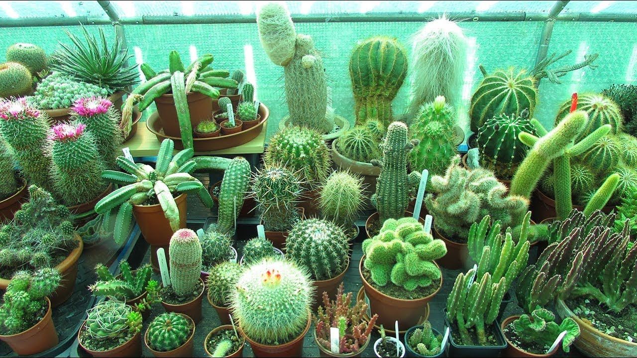 Global Rare Cactus Plants Bonsai Seeds - 20 Pcs Seeds