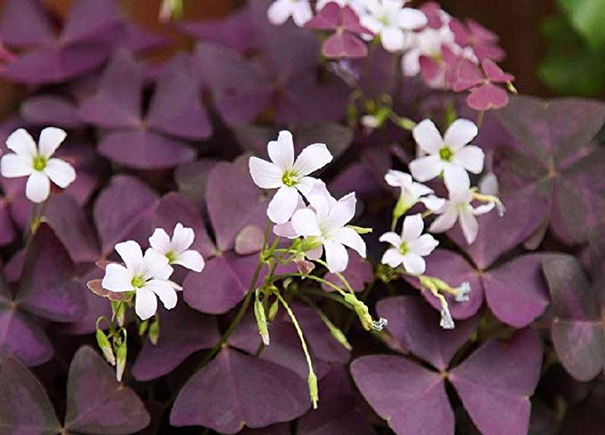 50 Pcs Global Oxalis Wood Sorrel Flower Purple Shamrock Seeds