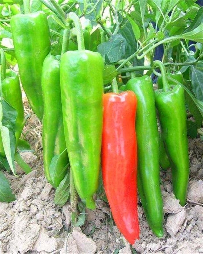 Chili Seeds, Horn Chili, Extra Large Size, Super Spicy, Imported from China - 30 seeds