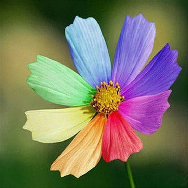 55 Pcs Heptachromic Rainbow Flower Seeds Office Potted Plants Bonsai Potted Ornamental Plants