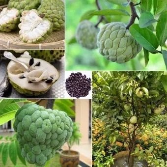 Sugar Free Organic Custard Apple Fruit Seeds For Gardening or planting - 10Pcs Seeds