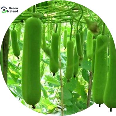 All Season Long Gourd / Lau Seeds (লম্বা লাউ বীজ) - 10 Pcs Seeds