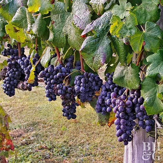 20 Pcs/bag Very Rare Drop Grape bonsai Organic Heirloom Fruit plant Natural Grapes Seeds Bonsai Pot Planter For Home Garden (বীজ)