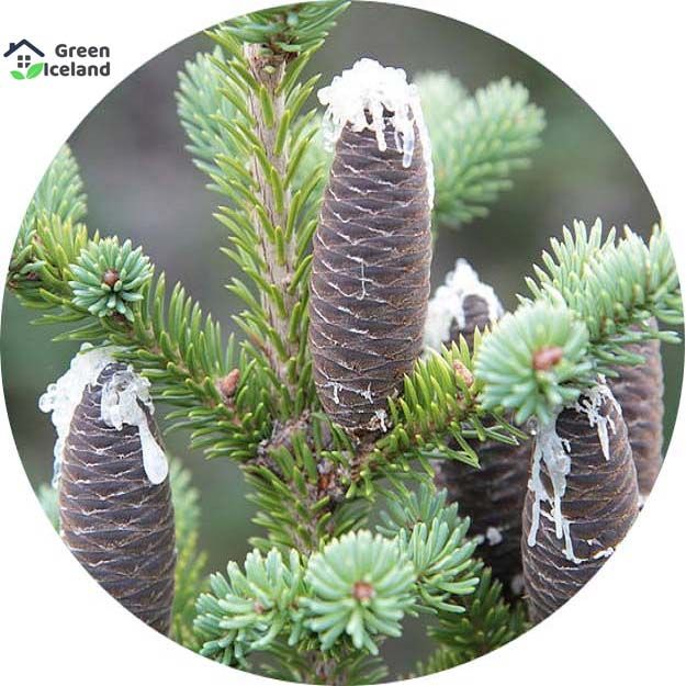 30 Pcs Fir Tree Seeds - 30 Pcs Seeds (Imported Global Seeds)