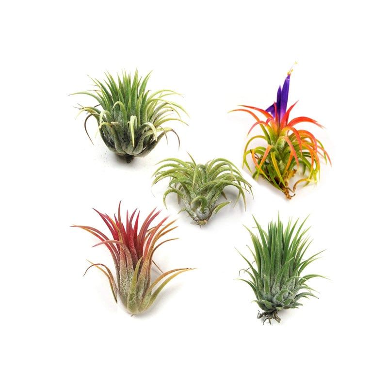 20 Pcs Air Plant Tree Seeds- 20Pcs seeds
