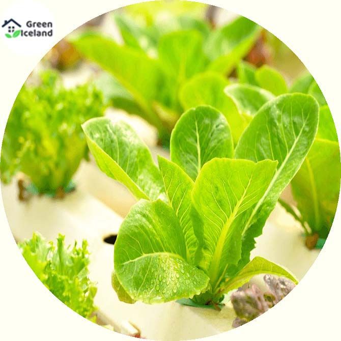 Global Imported Lettuce Seeds  - 100 Pcs Seeds