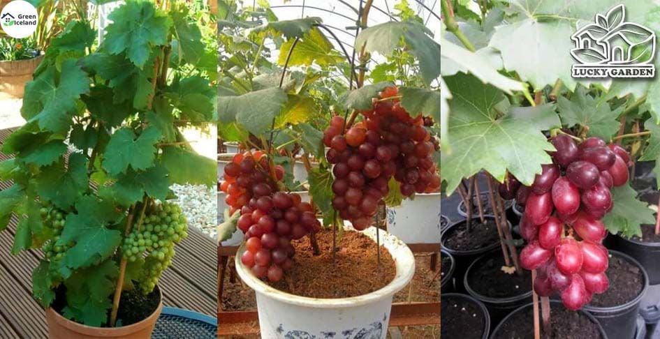 All Season Multi Colour Grape Seeds(আংগুরের বীজ) - 20 Pcs Seeds