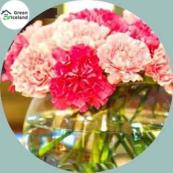 20 Pcs Beautiful Perennial Flower Seeds - 20 Pcs Seeds