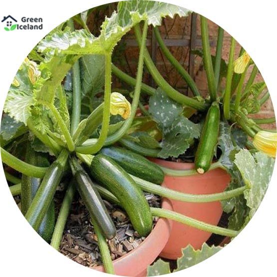 Organic Zucchini Squash Seeds - 10 Pcs Seeds