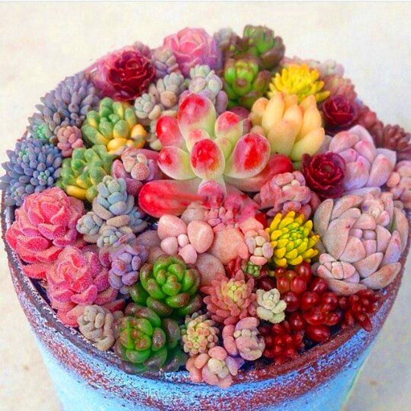 80 Pcs/Pack Succulent Seeds Rare Succulent Plante Flower Bonsai Living Stone Bonsai Mini Garden Plant.