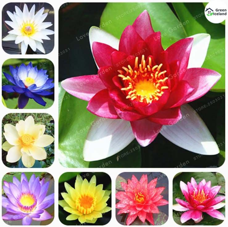 Natural Colourful Lotus Seeds (পদ্মফুল বীজ) - 10 Pcs Seeds