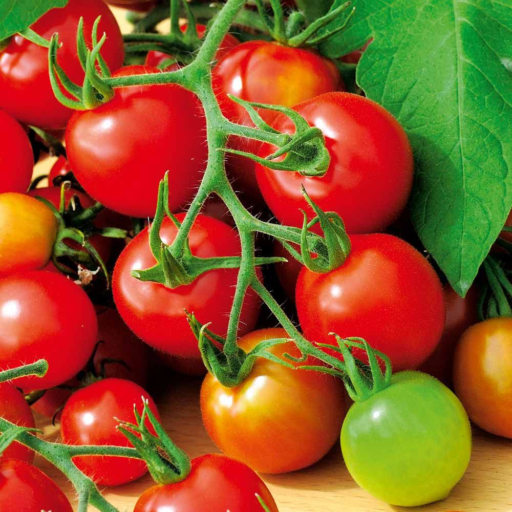 Top Selling Organic Hot Tomato Fresh Seeds- 30 Pcs Seeds