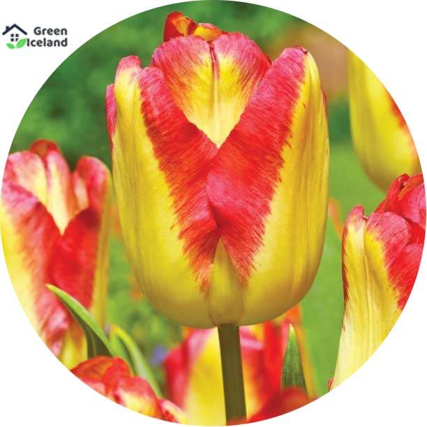 5 Pcs Global Big Ball Tulip Flower Seeds