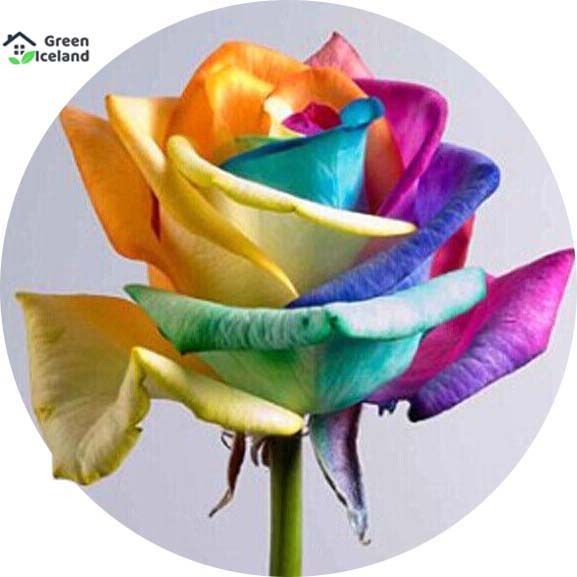 20 Pcs Natural Rainbow Roses Flower Seeds - 20 Pcs Seeds