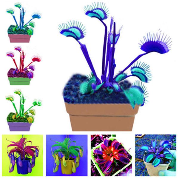 50 Pcs Flycatcher Seeds Giant Clip Venus Flytrap Potted Bonsai