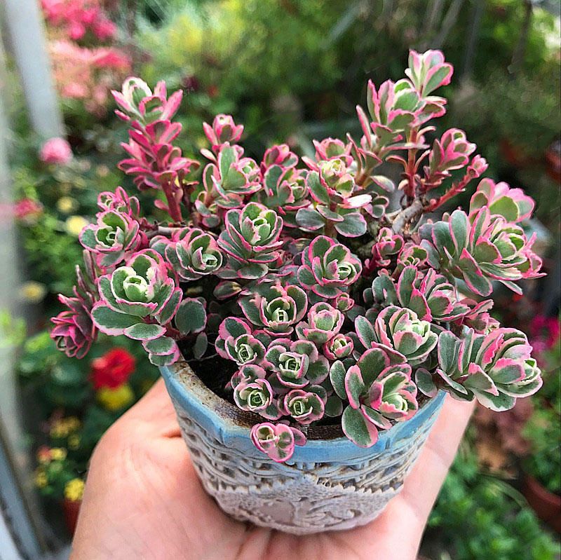 50Pcs Lotus Succulents Seeds Mixed Rose Lithops Phedimus Plants Flowers Seed