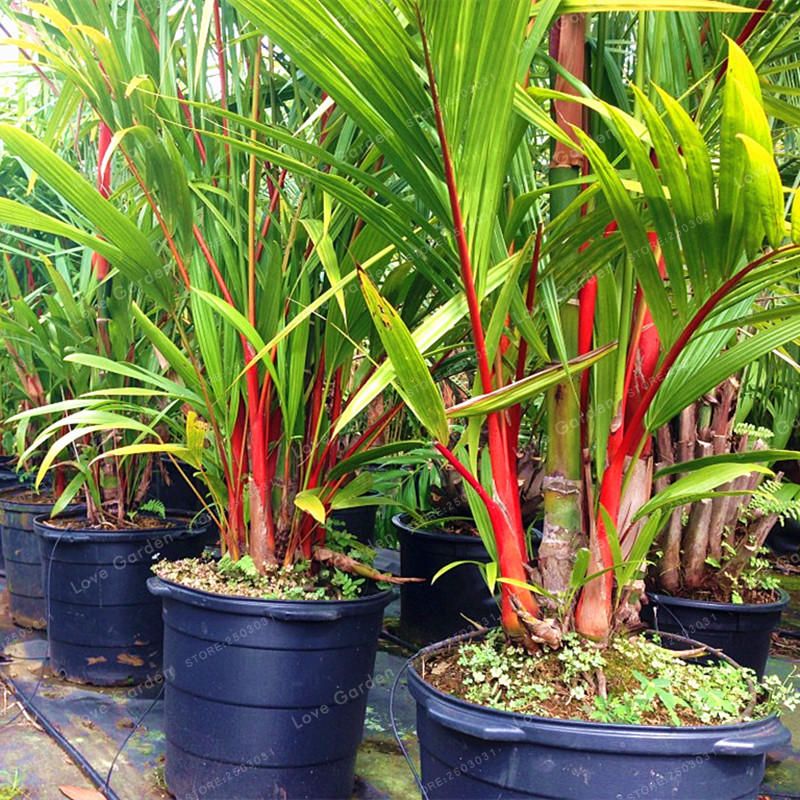 5 Pcs Palm Seeds Lipstick Palm Cyrtostachys Renda Tree Red Sealing Wax Palm Bonsai Pot Plant For Home Garden Bonsai