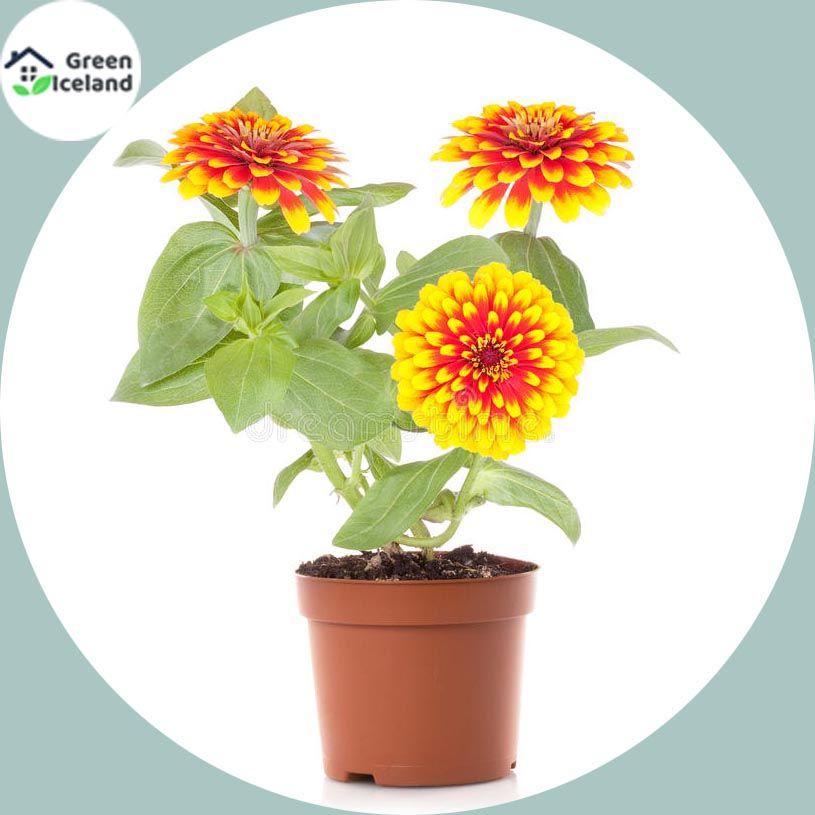 All Season Zinnia Flower Seeds (?????? ????? ???) - 10 Pcs Seeds