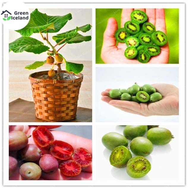 30 Pcs Natural Mini Kiwi Fruit Bonsai Seeds