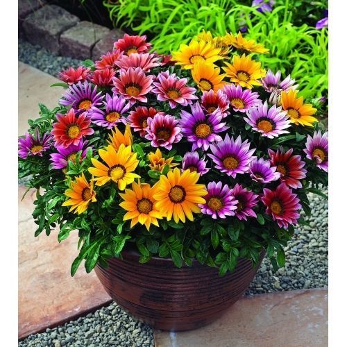 Gazania (African Daisies) Flower Seed- 10Pcs Seeds