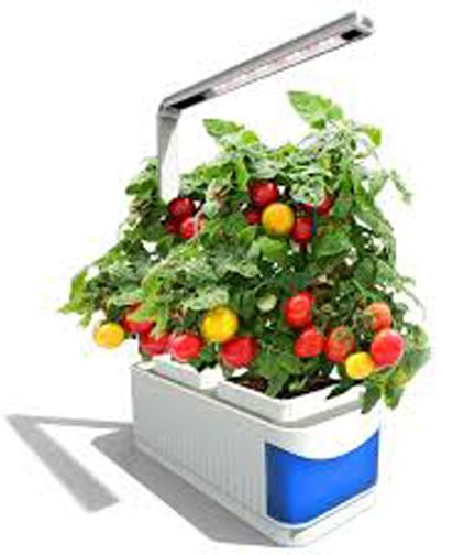 Bigin Indoor 10 Pcs Herb Hydroponics Plants Seeds Garden- 10Pcs seeds