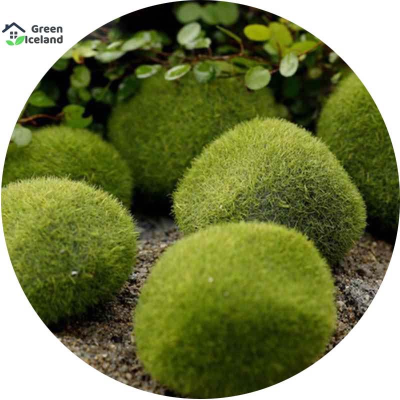 Micro Landscape Moss Plants Seeds - 20 Pcs Seeds